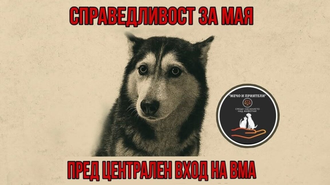 Искат безпристрастно разследване на случая с прегазеното куче Мая