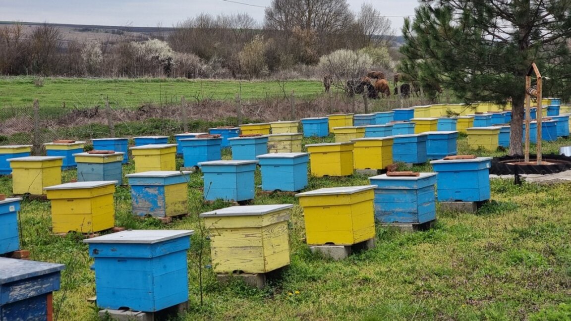 Beekeepers have decreased by about 50% in northeastern Bulgaria