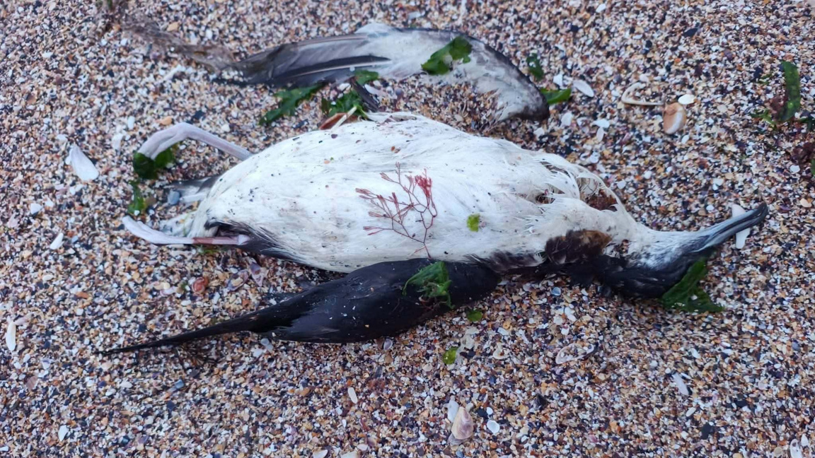 Nine dolphins, 300 seabirds found dead on Bulgaria’s Black Sea coast