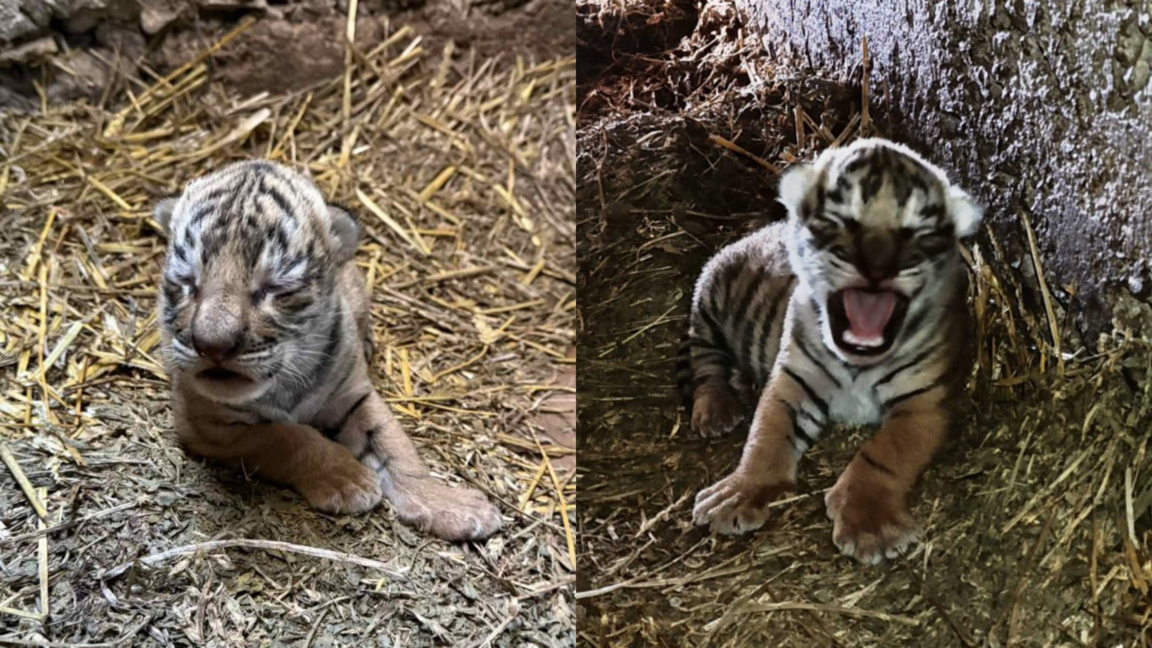 Por primera vez en la historia del zoo de Stara Zagora nace un cachorro de tigre
