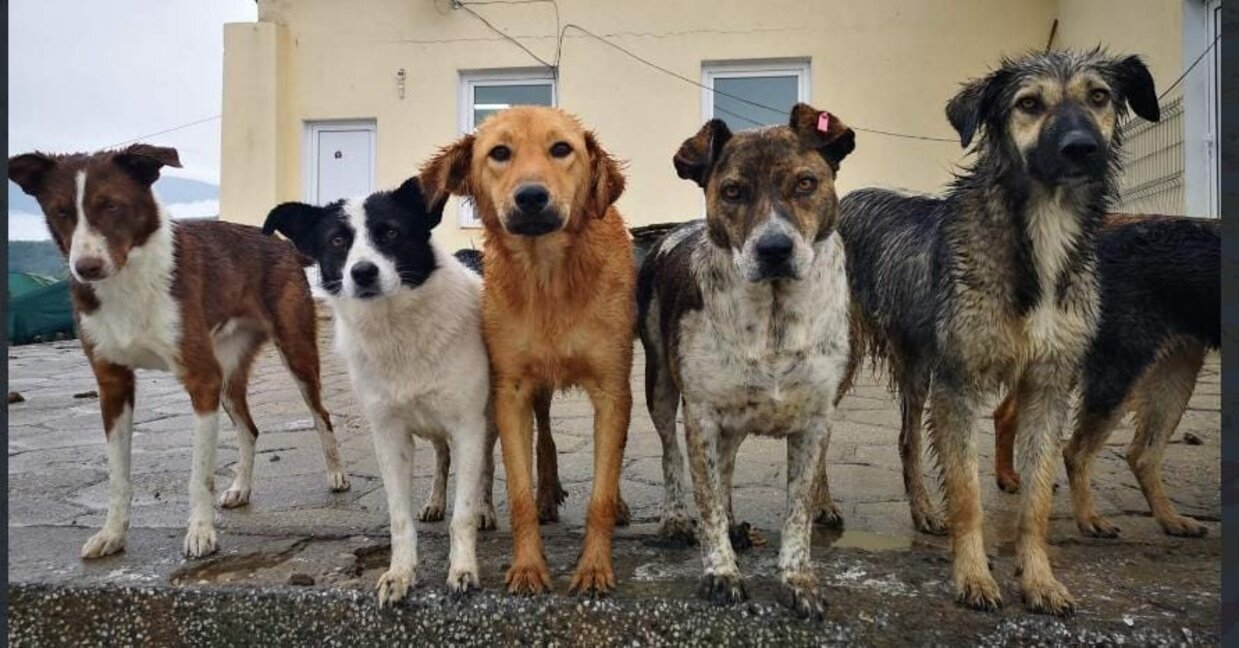 Огнище на болестта гана в общинския приют за кучета в Кюстендил