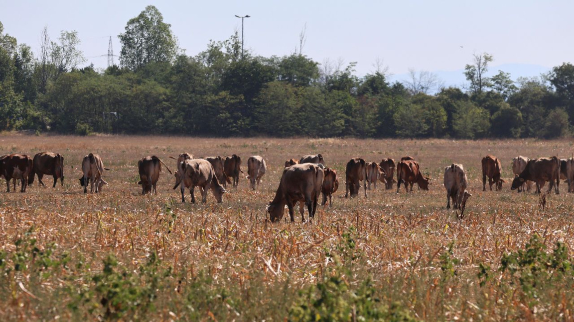 Las explotaciones ganaderas en Bulgaria están disminuyendo drásticamente