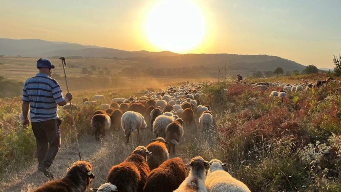 La transhumance dans les montagnes bulgares bientôt classée au patrimoine immatériel de l'humanité