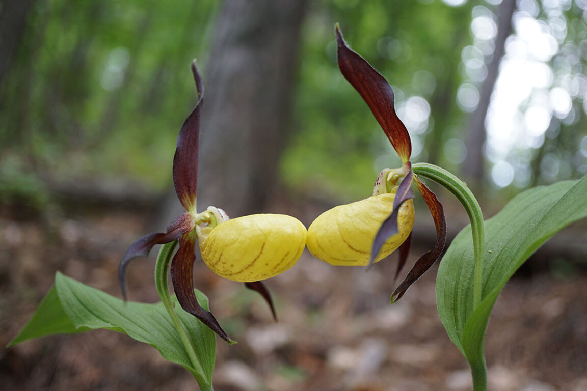 Орхидея Cypripedium calceolus или Венерина пантофка