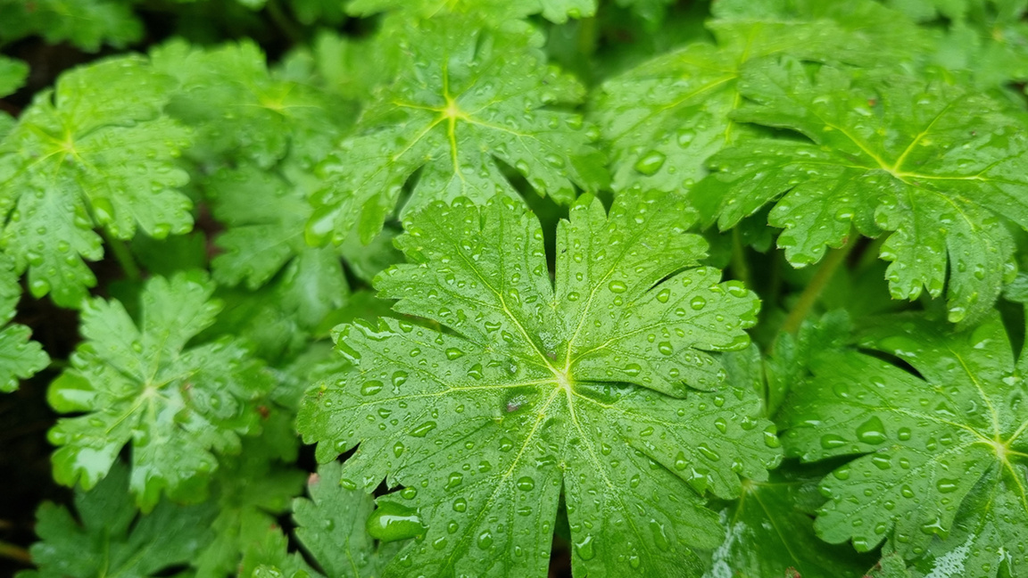 Времето остава облачно 