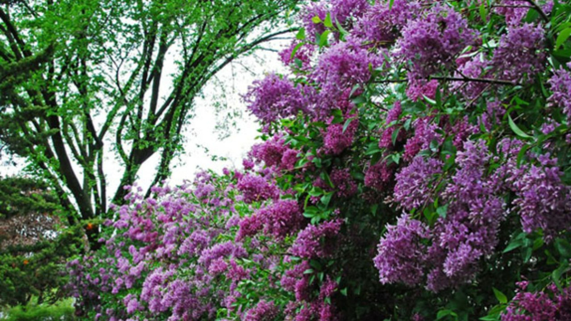 Lilac fiesta in Buzovgrad
