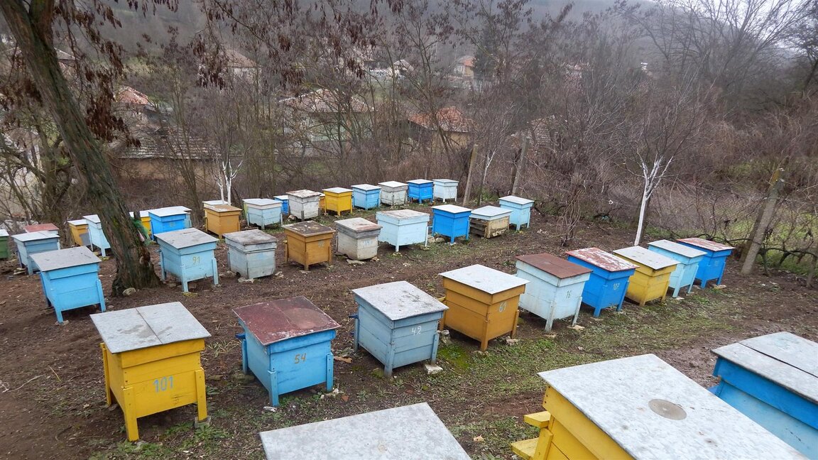 Какви мерки трябва да се предприемат, за да се намали огромната смъртност сред пчелите?