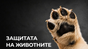 Ще влезе ли защитата на животните в новата управленска програма