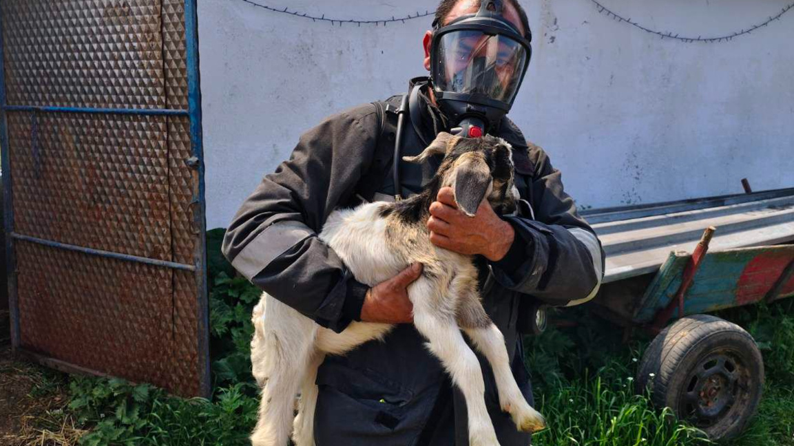 Пожарникари спасиха от пламъците над 20 животни във вълчидолско село