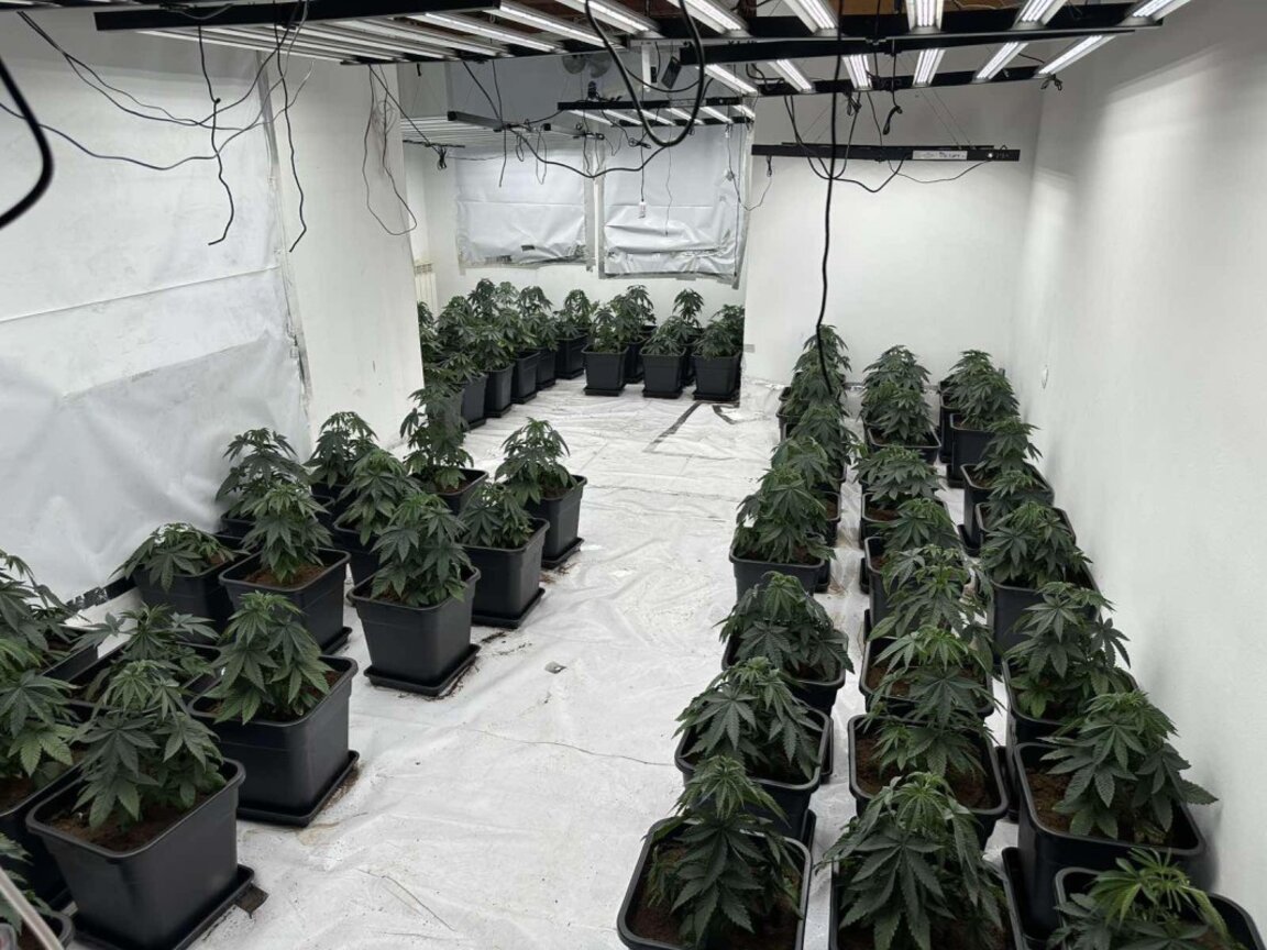 При акция в София: Разкриха високотехнологични наркооранжерии, има арестуван