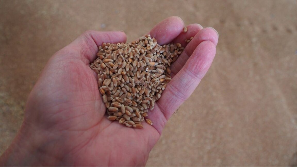 Producătorii de cereale vând acum la prețuri mai mici