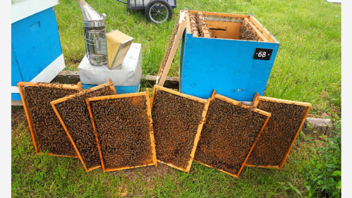 Arıcılıkta ezber bozan Ruse'nin Krivnya köyünden Fatme Naim