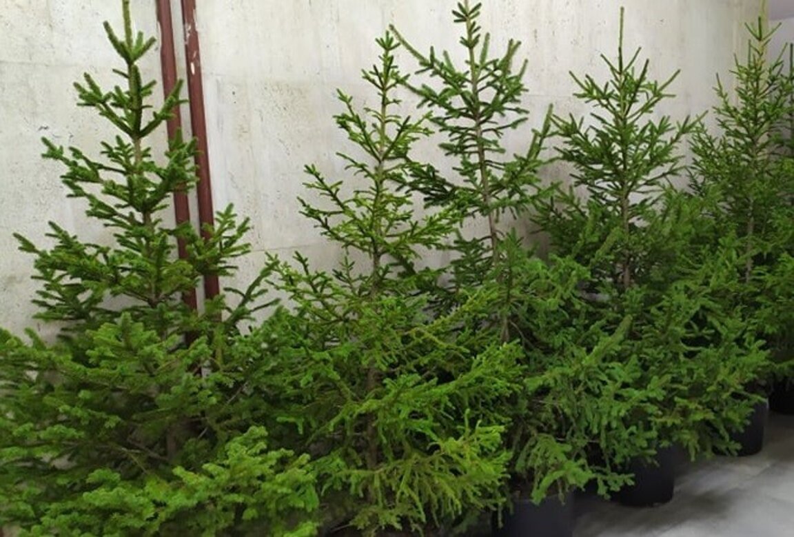Коледни елхи от горското
