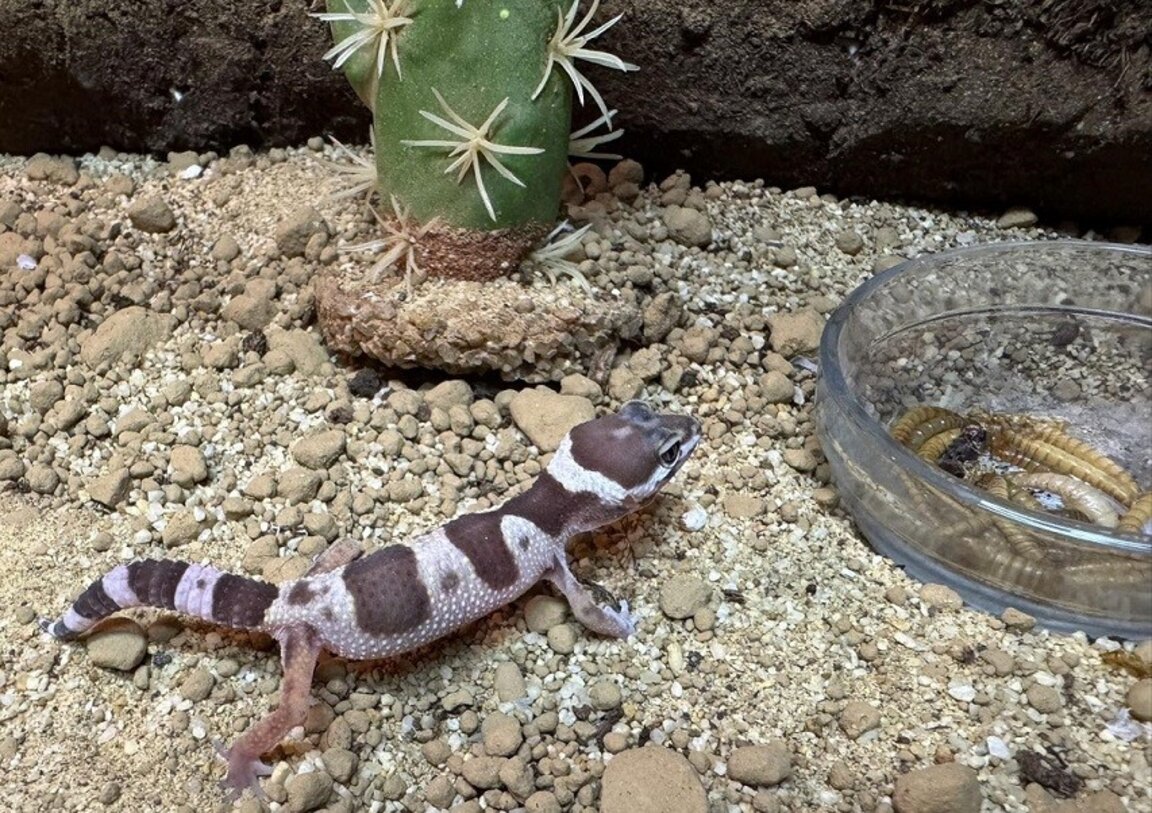 National Customs Agency seized 100 leopard geckos and 243 tarantulas in Interpol operation