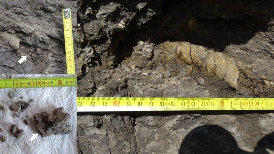 Foto: Muzeu Kombetar i Shkencave Natyrore - Akademia Bullgare e Shkencave