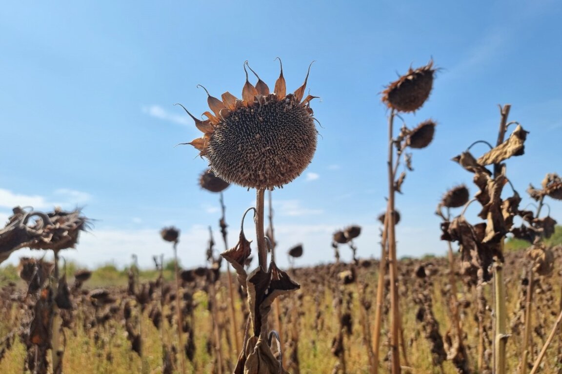 The EU will support Bulgarian farmers because of the drought