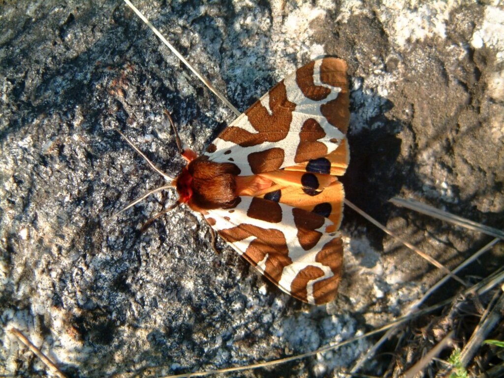 Доц. Марио Лангуров: Къде са нощните пеперуди?