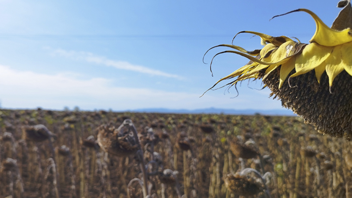 Bulgaria may drop out of the most influential agricultural organization in EU