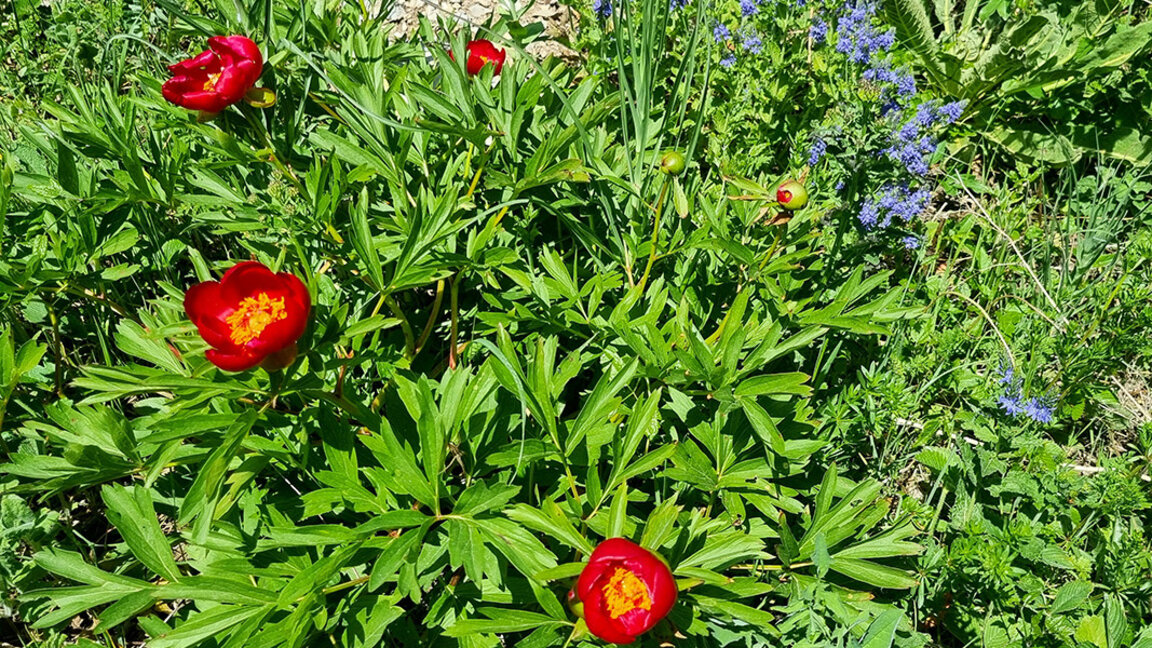 Risk of hail on St George's Day