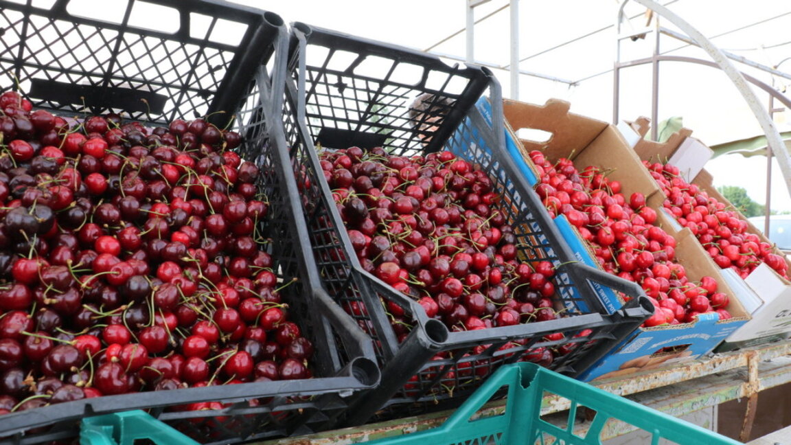 Реколтата от череши в Кюстендилско е пред провал