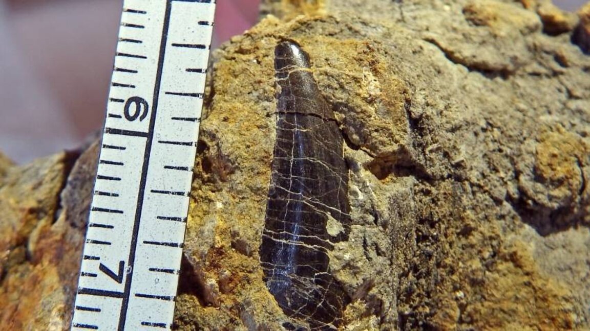 Plus de 80 fossiles du temps des dinosaures découverts à Tran...