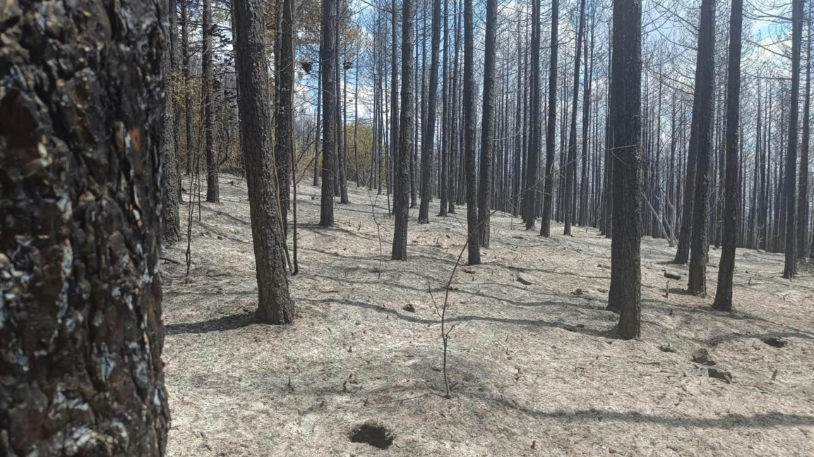 Задържаха мъж, предизвикал пожар в гората край село Камилски дол