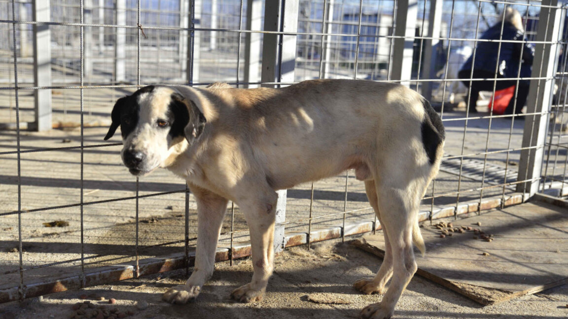 Dogs from the animal shelter in Kamenar are waiting for their adopters