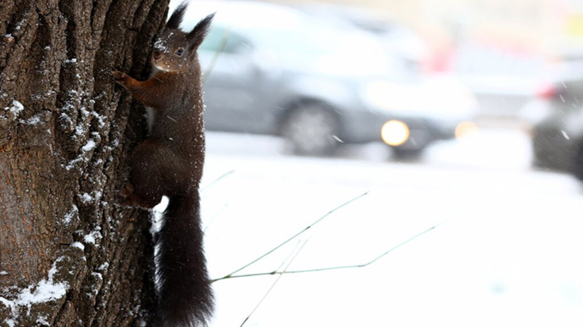 катерица през зимата, зима, сняг