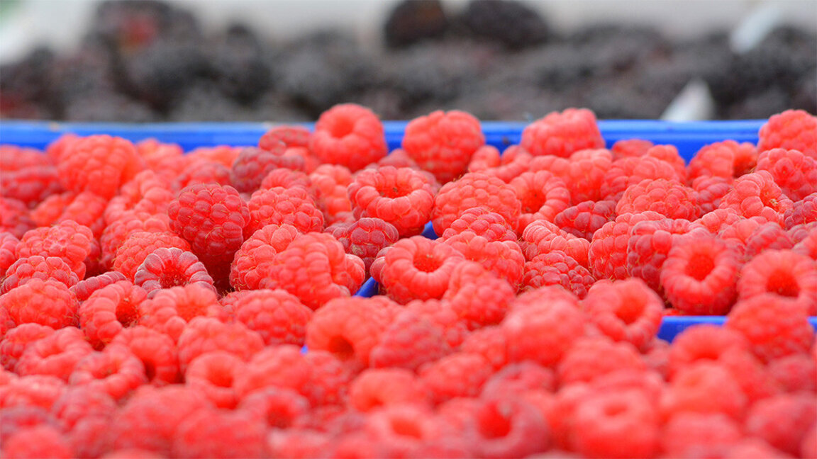 In Samokow dreht sich dieser Tage alles um die Himbeere