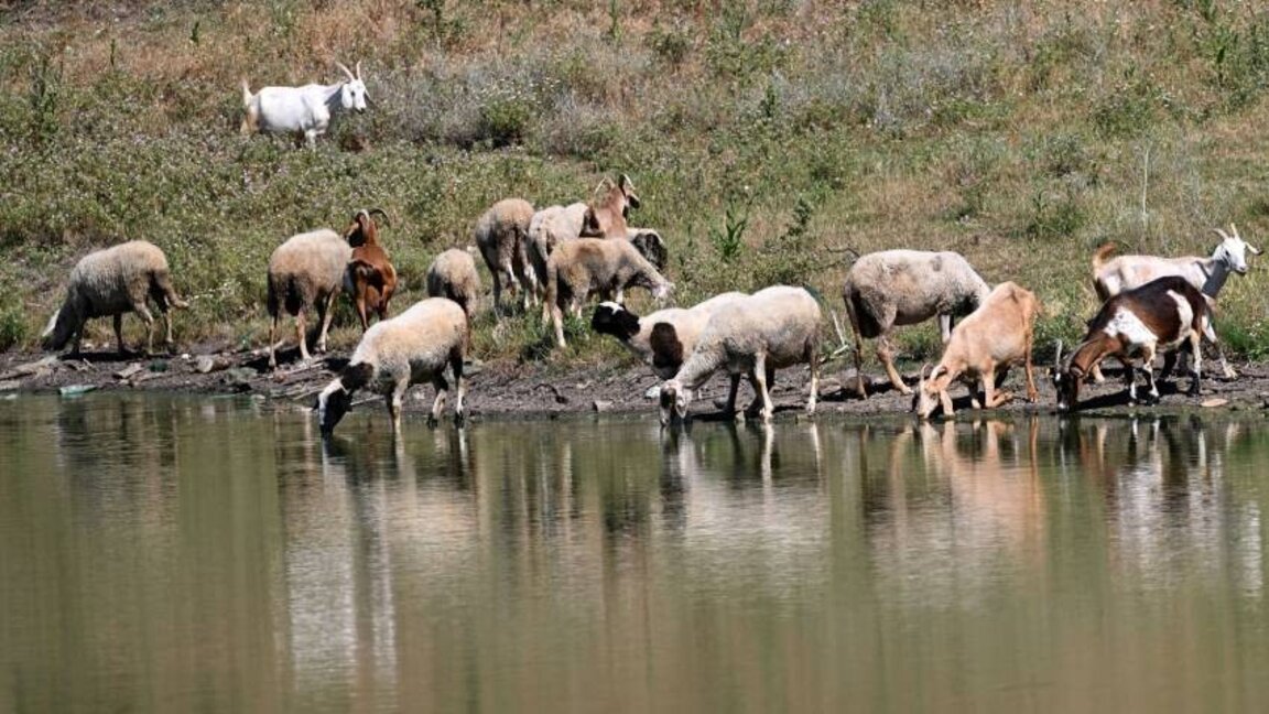 Въвеждат се превантивни мерки срещу чума по дребните преживни животни