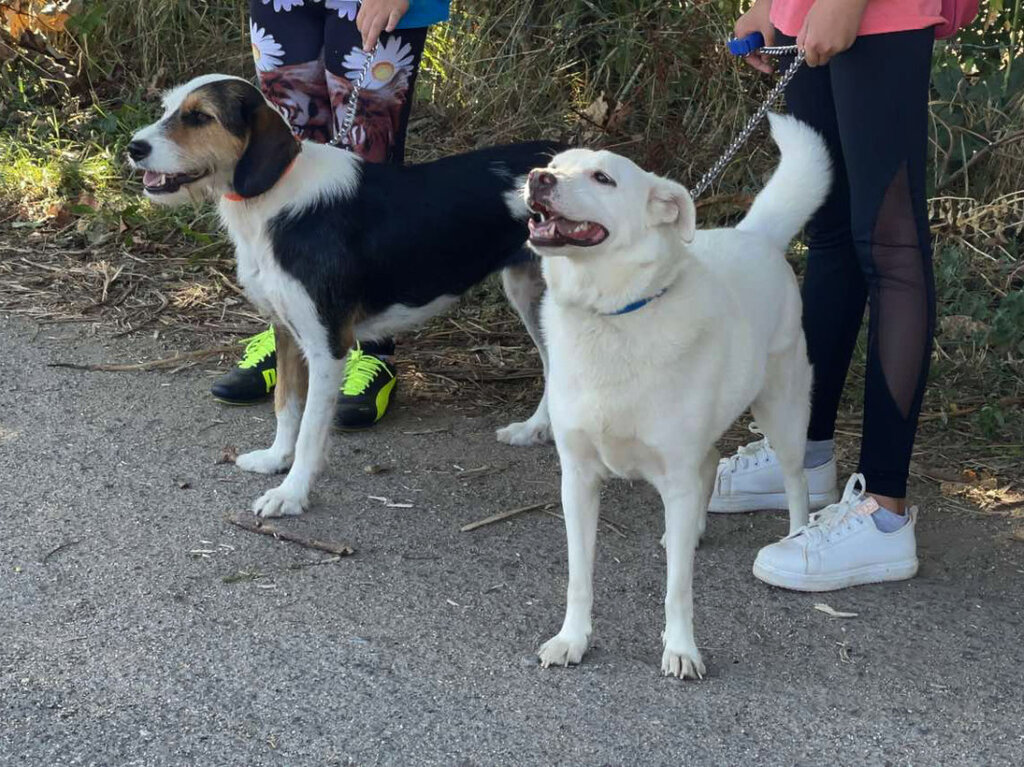 Sofía celebra el Día Mundial del Perro con diversas iniciativas