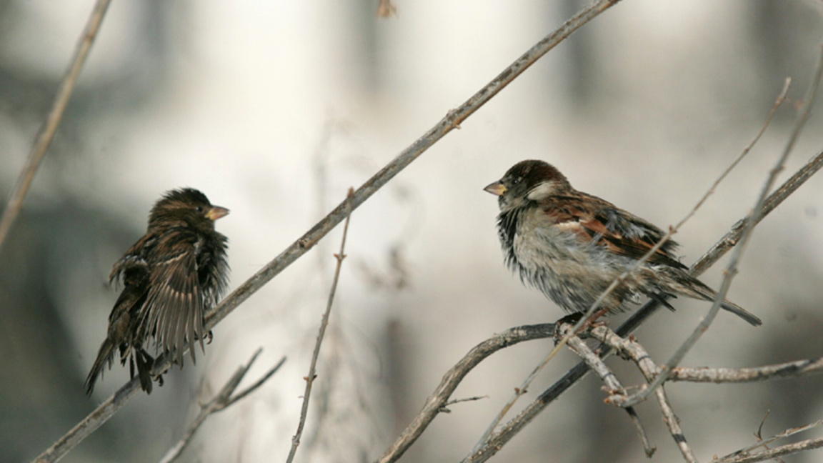 БДЗП дава начало на десетото издание на кампанията "Ние броим врабчетата"