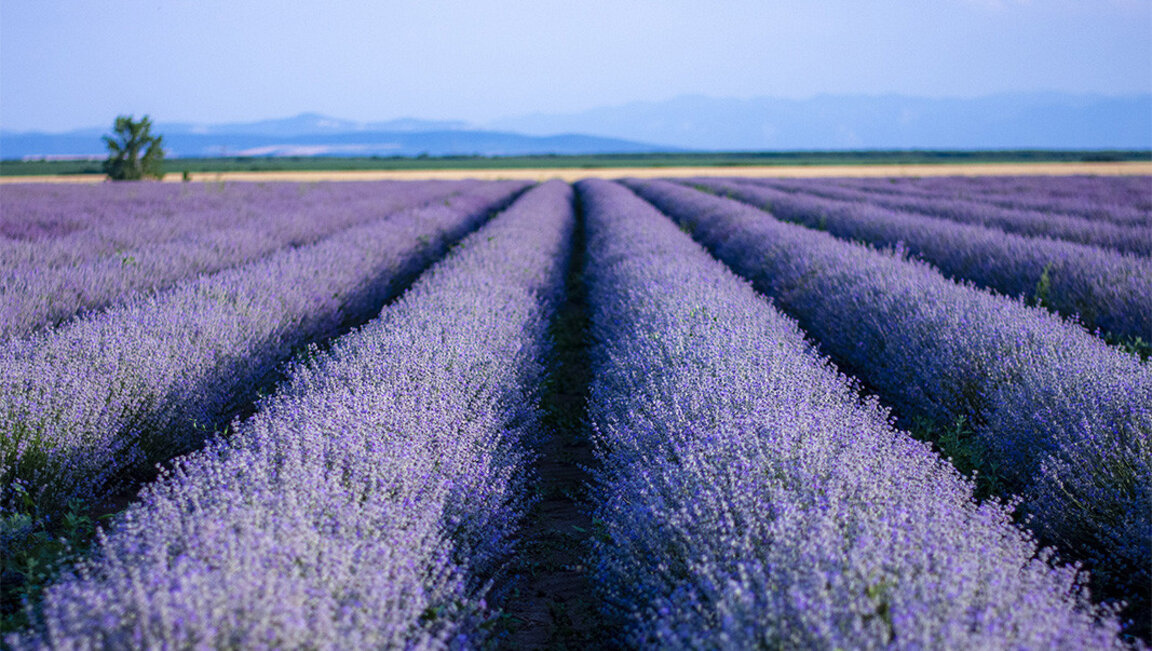 La Bulgarie, leader mondial de la production d'essence de lavande...