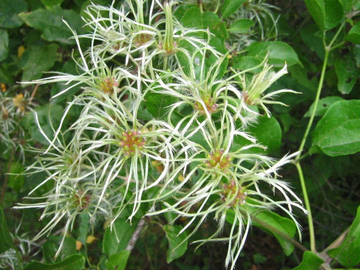 Лонгозните гори по Българското Черноморие