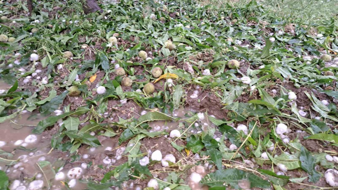 унищожени праскови/архив