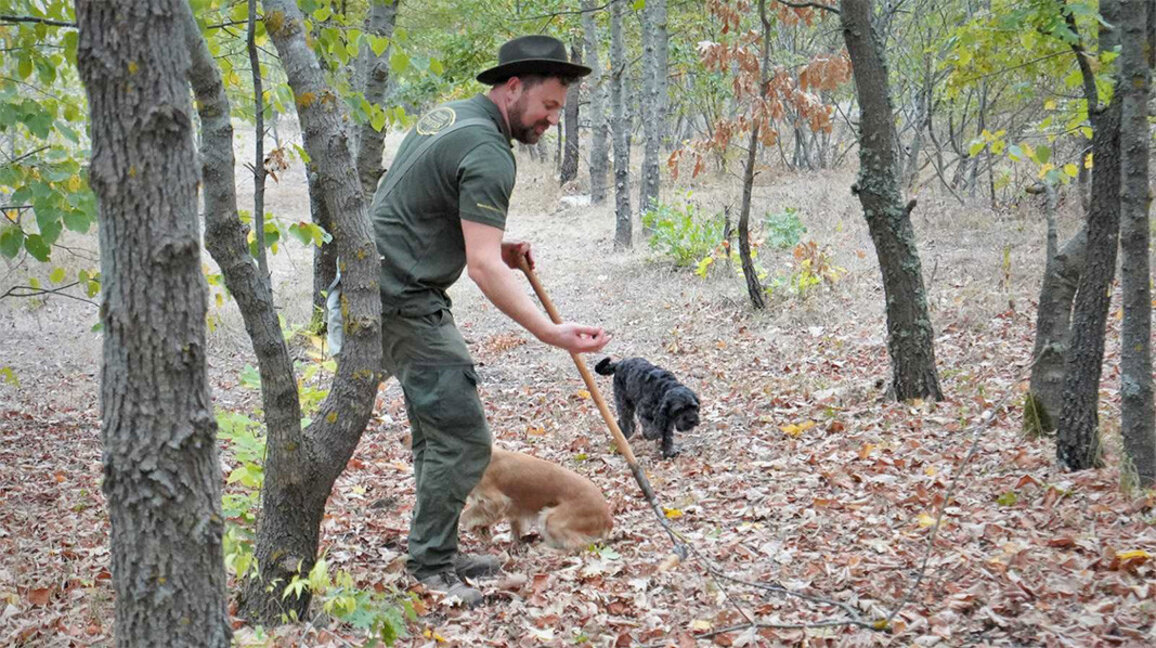 До 2000 лева на ден може да изкара опитен събирач на трюфели в Родопите