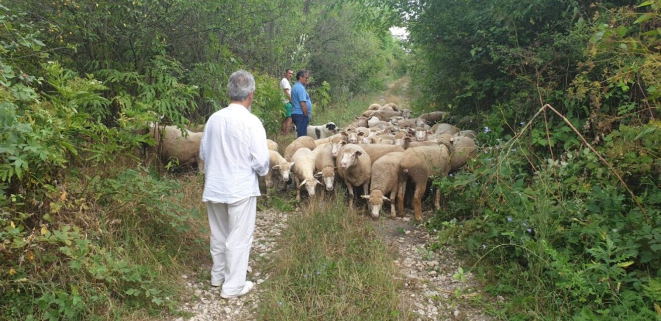 Salon du mouton "Ile-de-France" à Sliven...