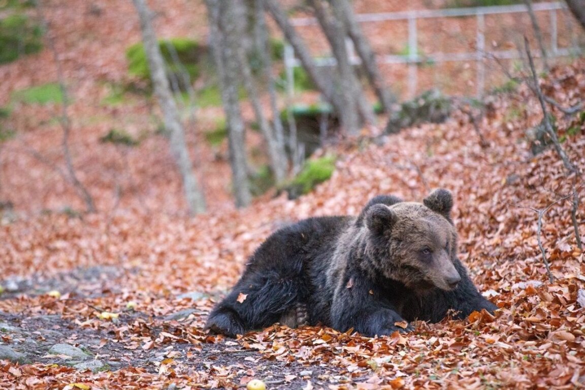 Ursul Diana, în vârstă de 14 ani, care trăiește în grădina zoologică Stara Zagora, hibernează deja