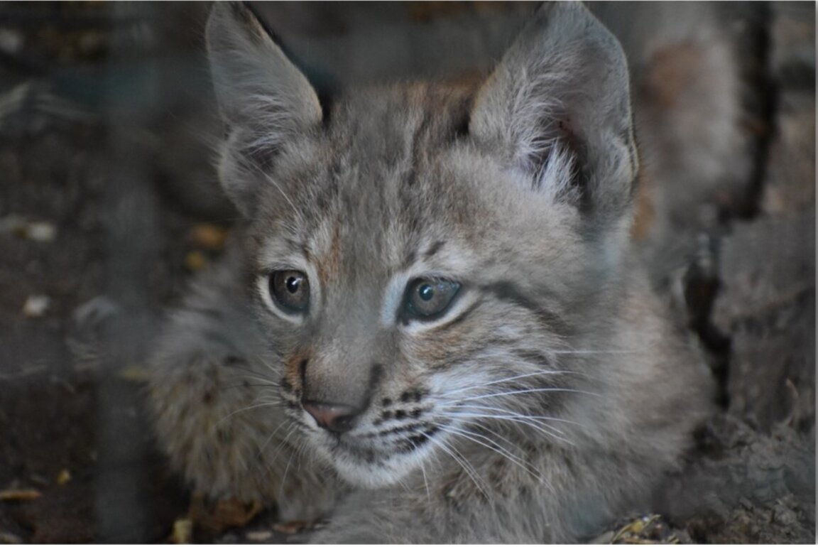 Two newborn lynxes attract attention in Sofia zoo