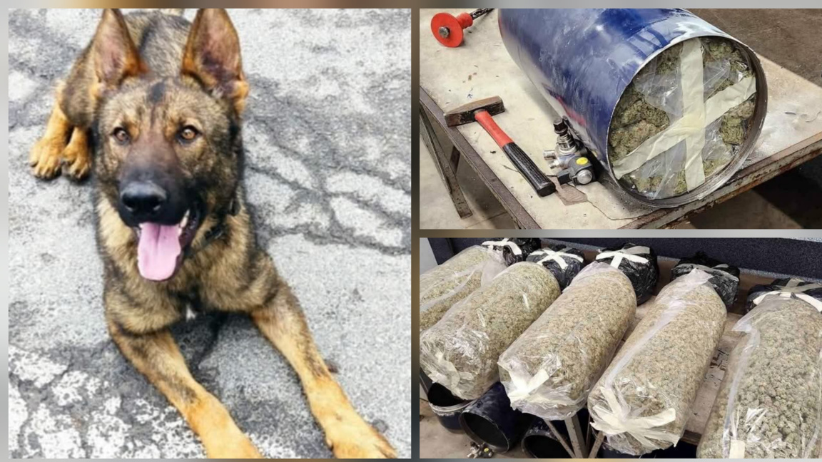 Police dog helps seize 70 kg of marijuana at Bulgaria-Turkey border