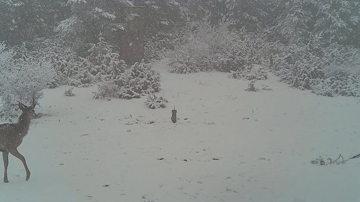 Сняг заваля в Родопите