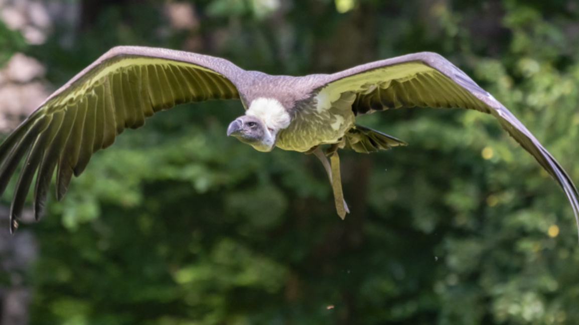 Белоглав лешояд (Gyps fulvus) в полет