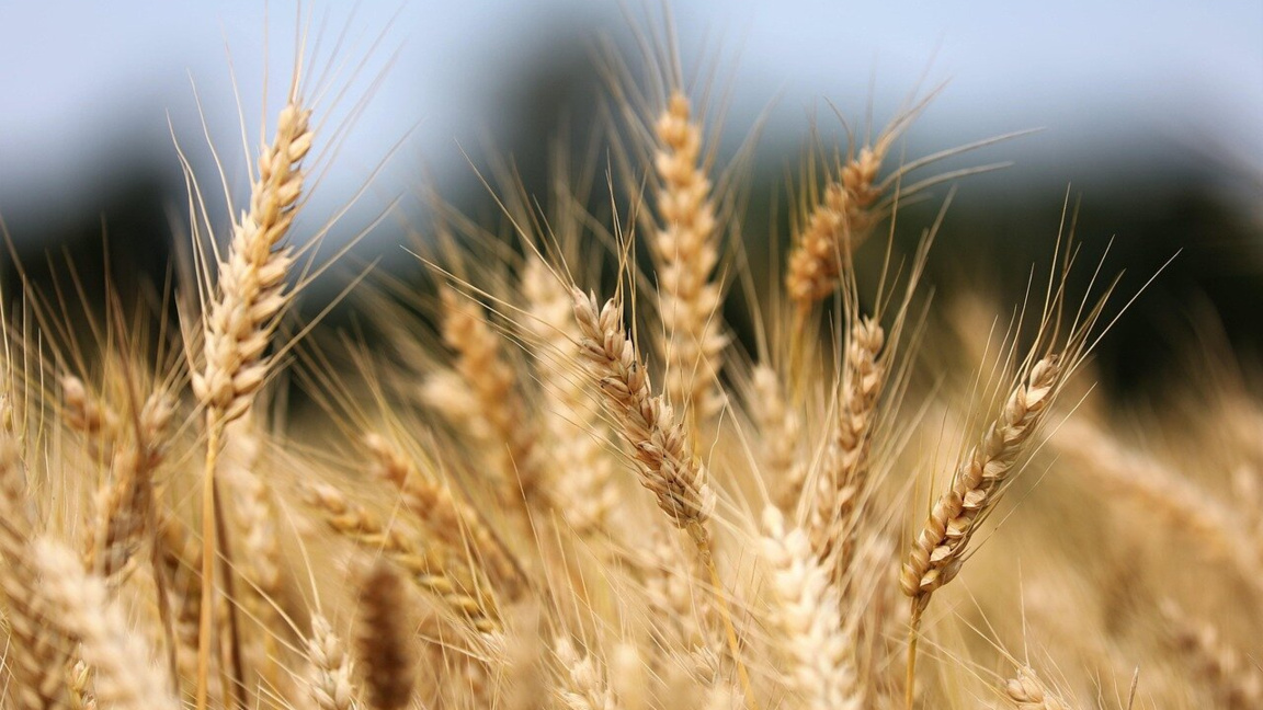 Trendafil Vasilev:Yaşanan kriz tahıl üreticilerine büyük darbe indirecek