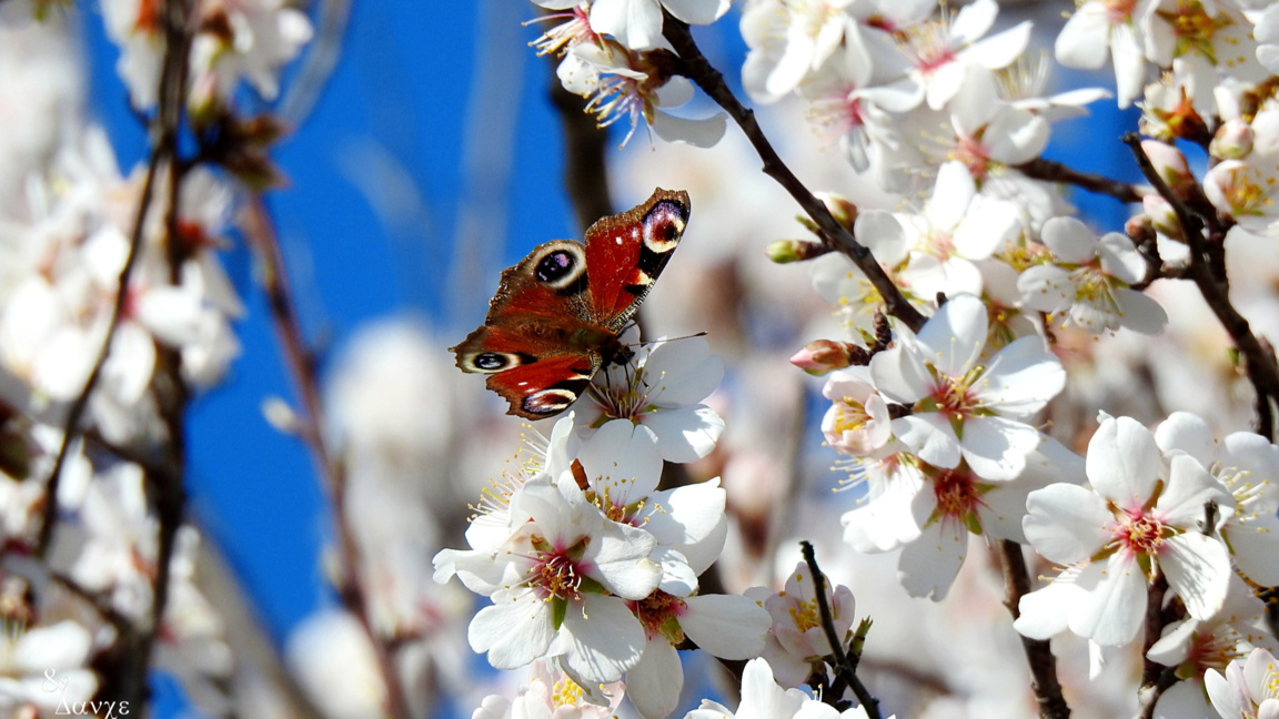 Първа пролет