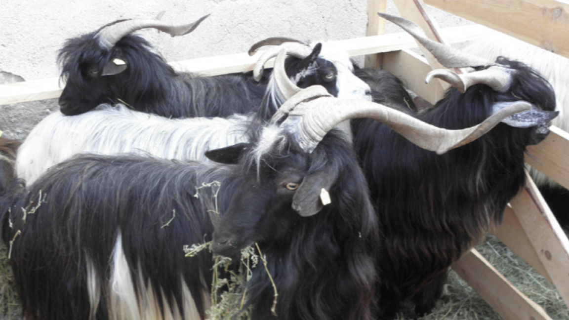 Извърнедно положение на остров Лесбос заради шап