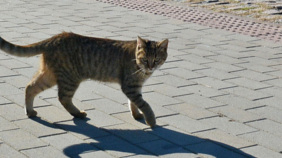 Сключиха договори за кастрация на уличните котки в петте района на Варна