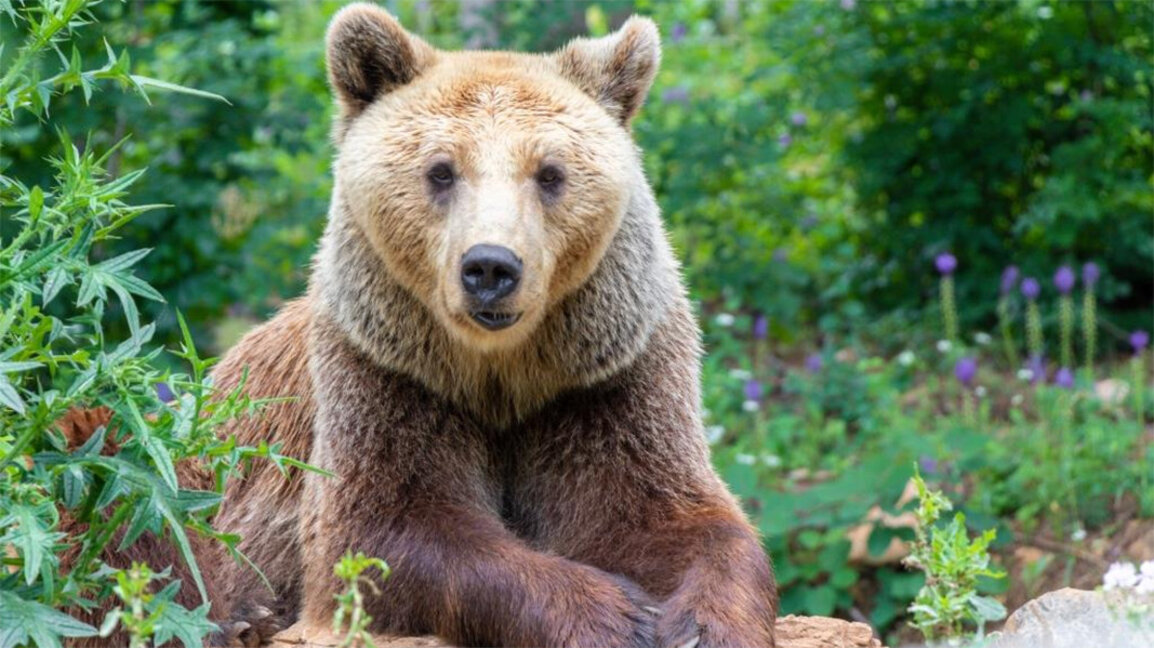14-jährige Bärin Diana hält Winterschlaf im Zoo von Stara Sagora