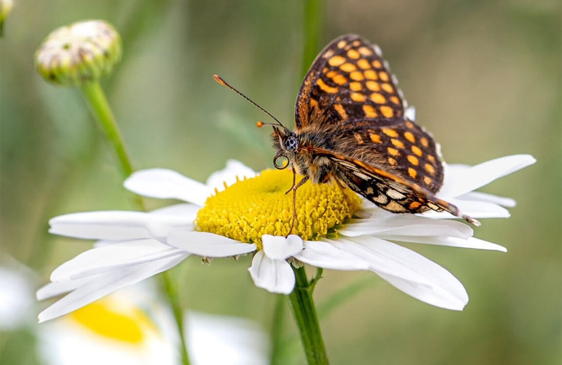 Очаква ни слънчев и горещ петък