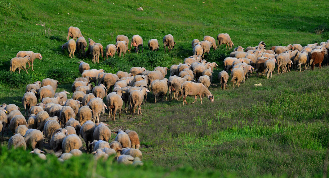 Започва лечение на заболели от син език преживни животни в кюстендилското Ново село