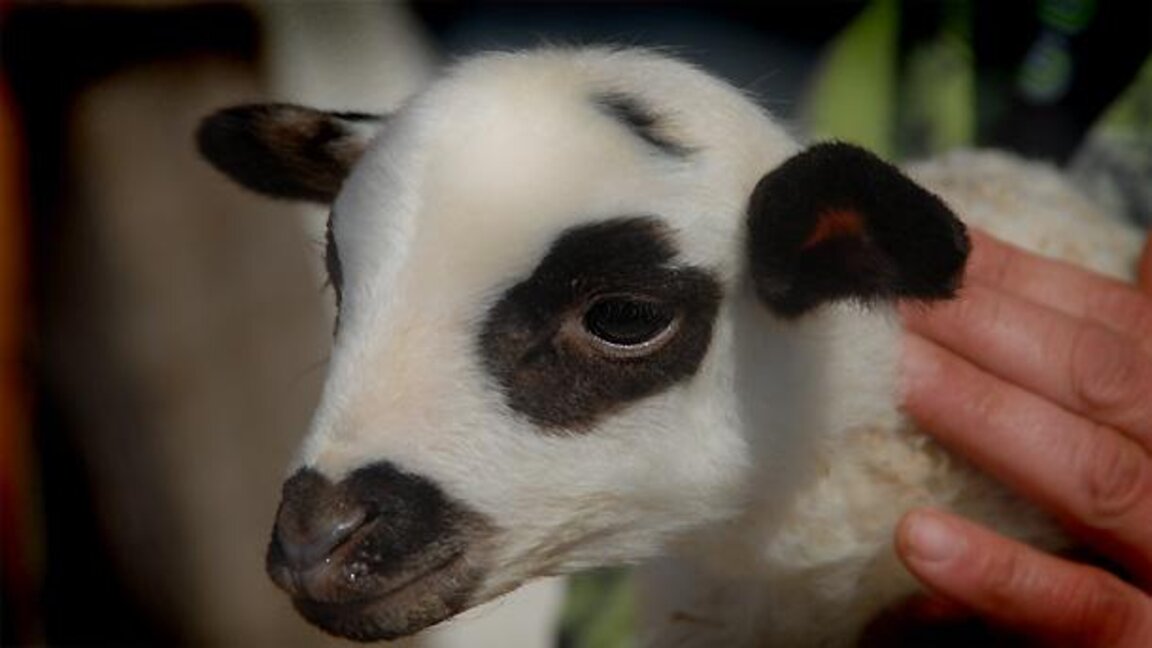 Nationale Tierzuchtmesse in Sliwen